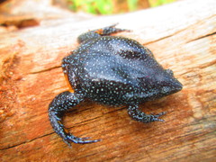 Elachistocleis pearsei