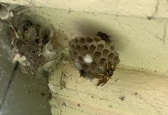 Polistes dominula