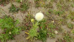 Carduus nutans nutans