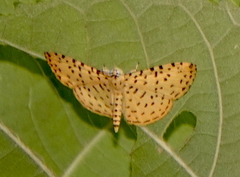 Argyrogrammana stilbe