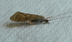 Insecta