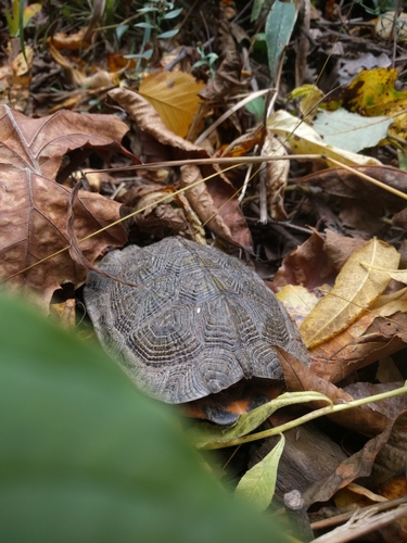 Wood Turtle, United States, photo 10 of 10