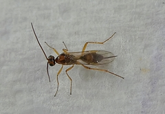Insecta