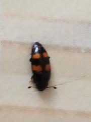 Glischrochilus grandis