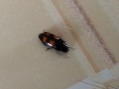 Glischrochilus grandis