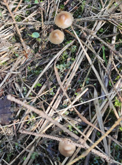 Strobilurus esculentus