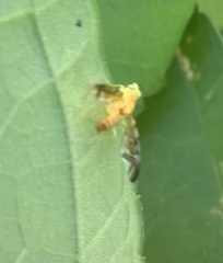 Strauzia longipennis