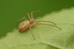 Philodromus rufus