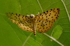 Argyrogrammana stilbe