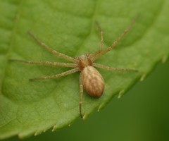 Philodromus rufus