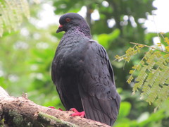 Columba livia domestica