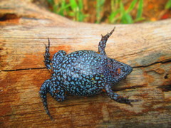 Elachistocleis pearsei