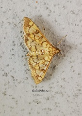 Mimorista subcostalis