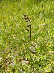 Epipactis atrorubens
