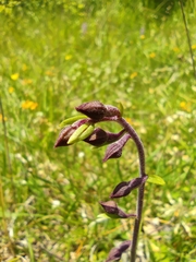 Epipactis atrorubens