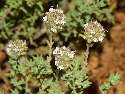 Spanish Lemon Thyme (Thymus baeticus)