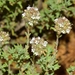 Thymus baeticus - Photo (c) faluke, algunos derechos reservados (CC BY-NC), subido por faluke