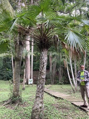 Copernicia tectorum