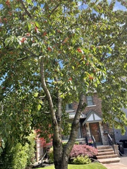Prunus