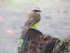 Myiozetetes cayanensis