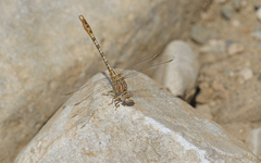 Onychogomphus costae