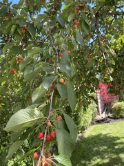 Prunus