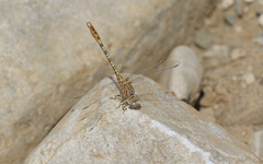 Onychogomphus costae