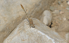 Onychogomphus costae
