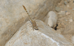 Onychogomphus costae