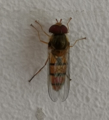 Episyrphus balteatus
