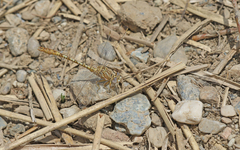 Onychogomphus costae