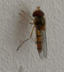 Episyrphus balteatus
