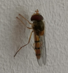 Episyrphus balteatus