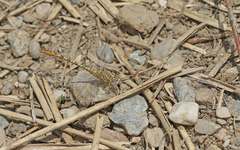 Onychogomphus costae