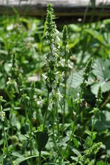 Stachys recta