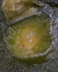 Diaspidiotus liquidambaris