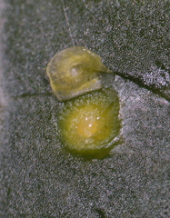 Diaspidiotus liquidambaris