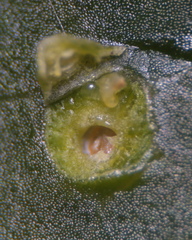 Diaspidiotus liquidambaris