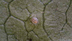 Diaspidiotus liquidambaris