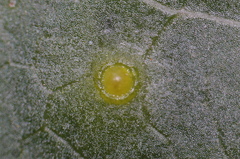 Diaspidiotus liquidambaris