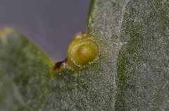 Diaspidiotus liquidambaris