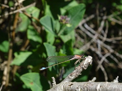 Ischnura elegans