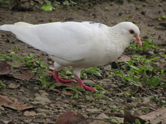 Columba livia domestica