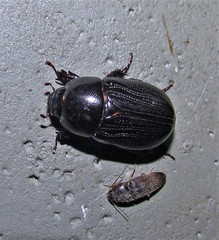 Euetheola