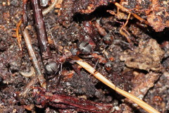 Formica polyctena × rufa