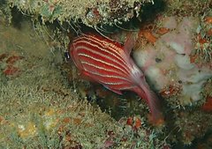 Sargocentron diadema