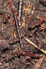 Formica polyctena × rufa