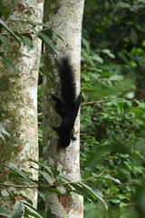 Callosciurus prevostii pluto
