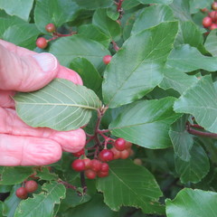 Frangula betulifolia