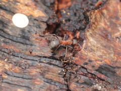 Formica polyctena × rufa